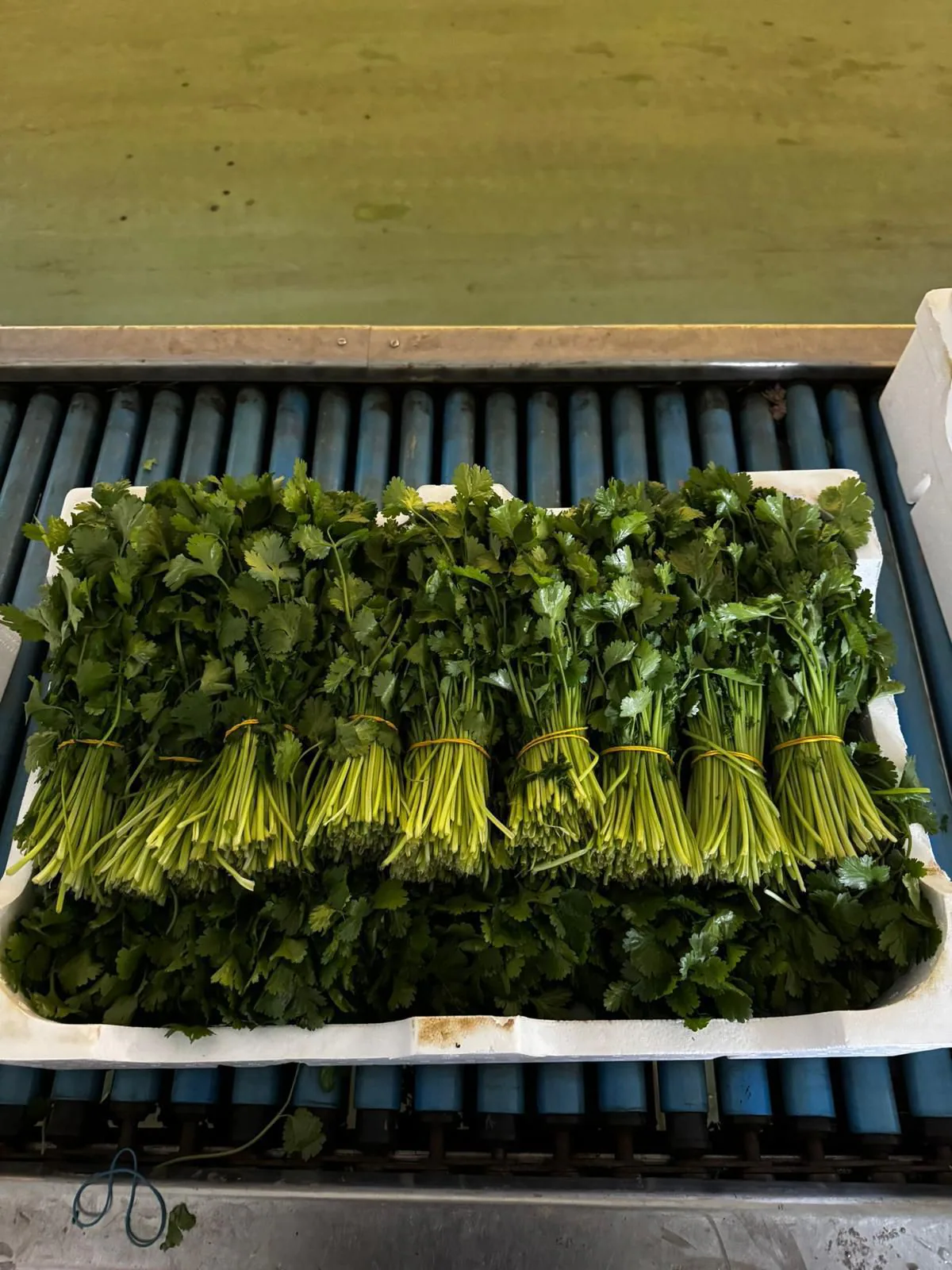Manojos de cilantro fresco ordenados en caja